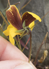 Viola douglasii