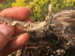 Thamnophis sirtalis sirtalis