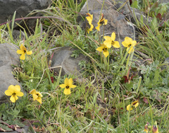Viola douglasii