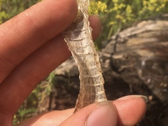 Thamnophis sirtalis sirtalis