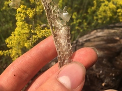 Thamnophis sirtalis sirtalis