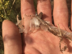 Thamnophis sirtalis sirtalis