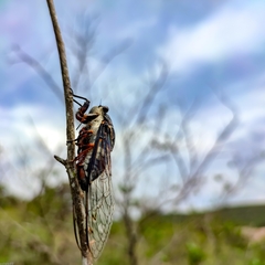 Cornuplura rudis