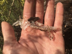 Thamnophis sirtalis sirtalis