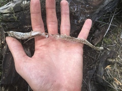 Thamnophis sirtalis sirtalis