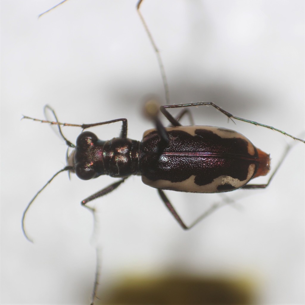 Cicindelidia laetipennis