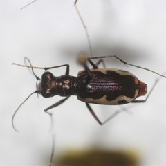 Cicindela laetipennis