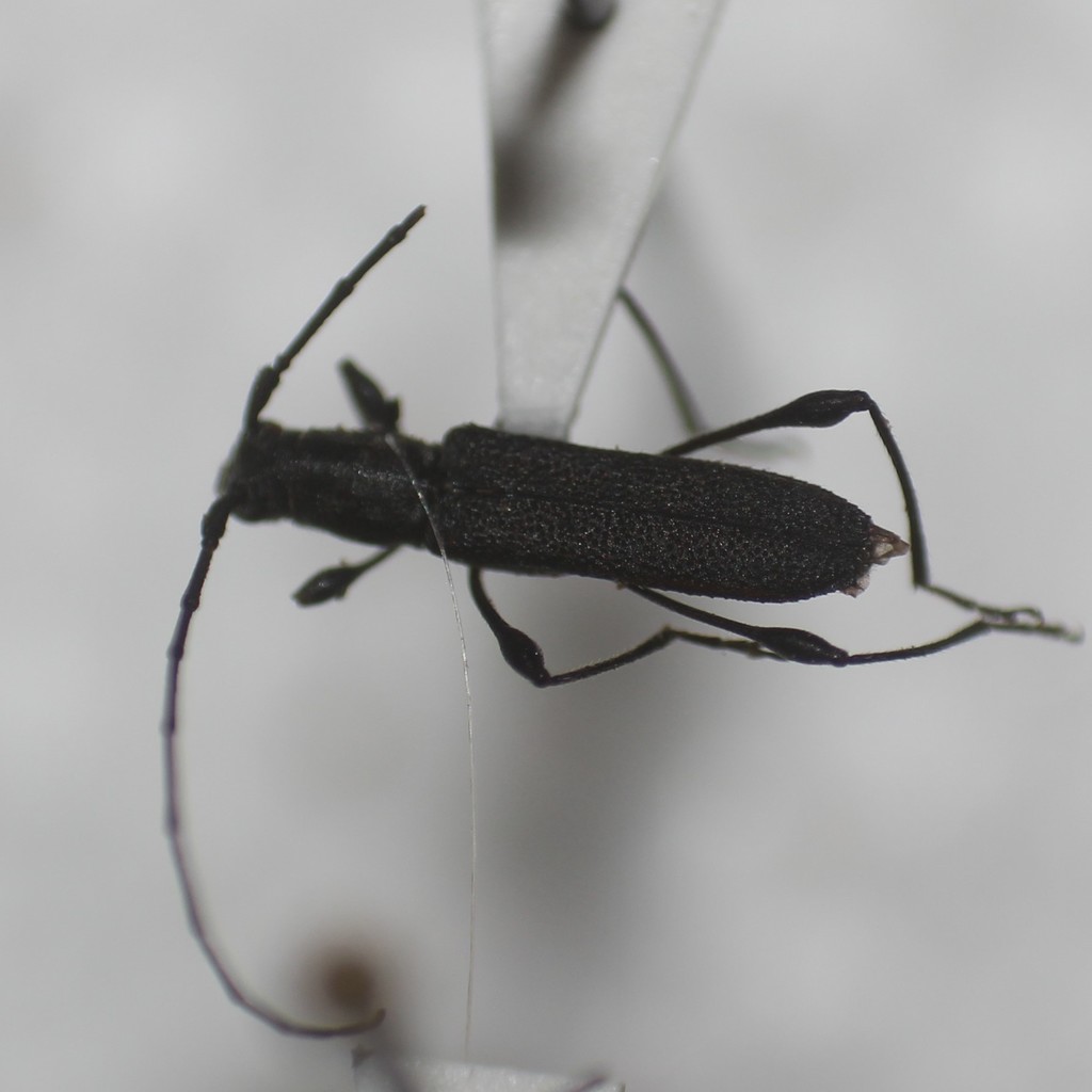 Rhopalophora bicolorella