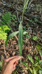 Elymus wiegandii