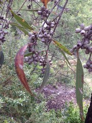 Eucalyptus botryoides