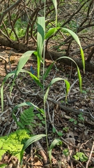 Elymus wiegandii