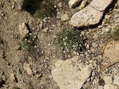 Ivesia santolinoides