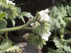 Phacelia egena