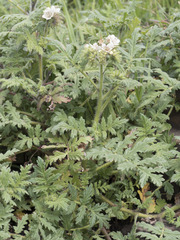 Phacelia egena