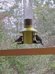 Spizella passerina passerina