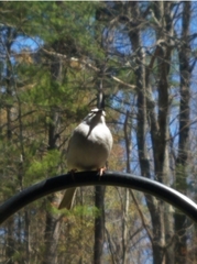 Spizella passerina passerina