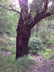Eucalyptus botryoides