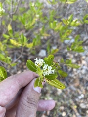 Stenostomum acutatum