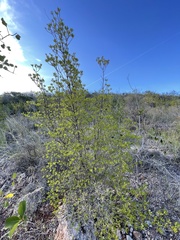 Stenostomum acutatum