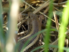 Zonosaurus laticaudatus