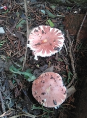 Leucoagaricus lilaceus