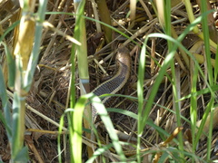Zonosaurus laticaudatus