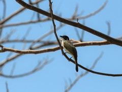 Pycnonotus sinensis hainanus