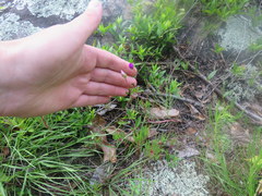 Phemeranthus mengesii