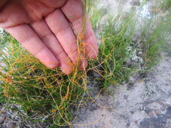 Cuscuta harperi