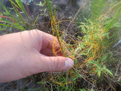 Cuscuta harperi