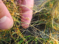 Cuscuta harperi