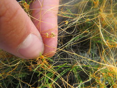 Cuscuta harperi