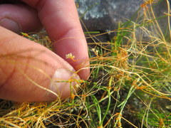 Cuscuta harperi