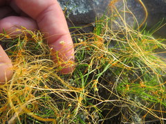 Cuscuta harperi
