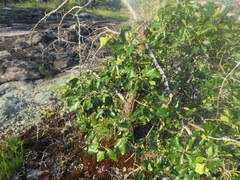 Quercus boyntonii