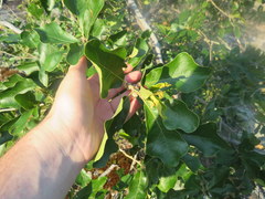 Quercus boyntonii