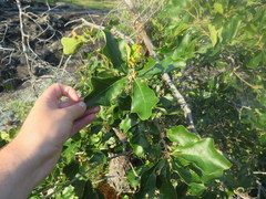 Quercus boyntonii