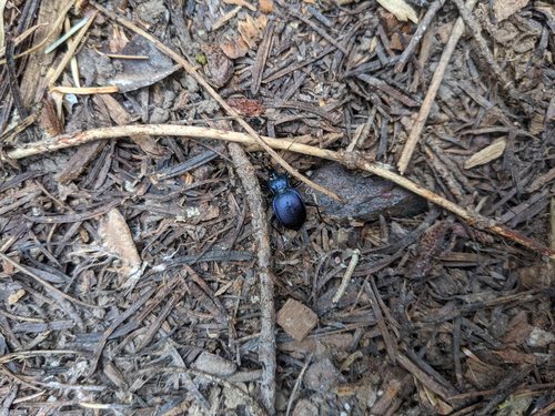 Catalina Mountains Snail-eating Beetle
