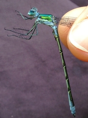 Lestes dryas