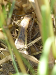 Zonosaurus laticaudatus