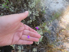 Phemeranthus mengesii