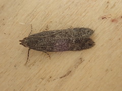 Glyphidocera