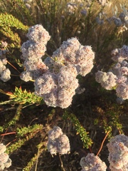 Eriogonum fasciculatum