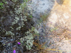 Phemeranthus mengesii