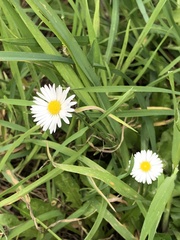 Bellis