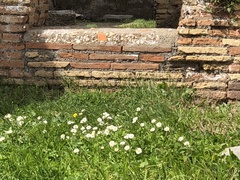 Bellis