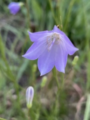 Campanula petiolata