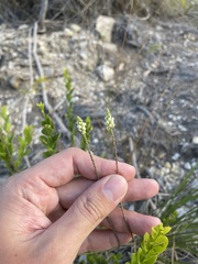 Polygala hecatantha