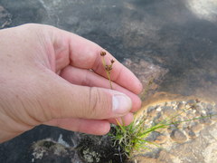 Rhynchospora recognita