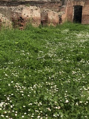 Bellis